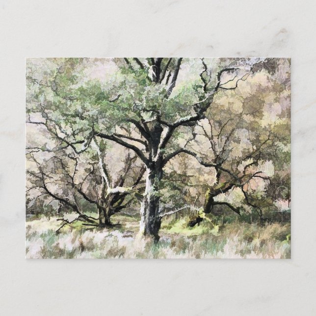 CARTÃO POSTAL ÁRVORES (Frente)