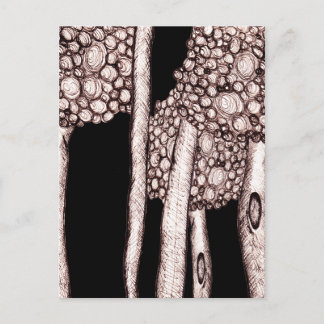 Cartão Postal Árvores