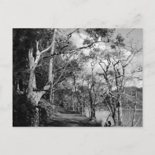 CARTÃO POSTAL ÁRVORES