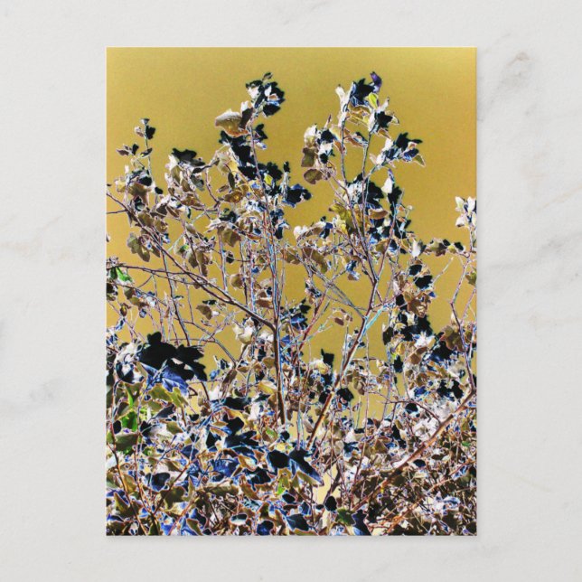 CARTÃO POSTAL ÁRVORES (Frente)