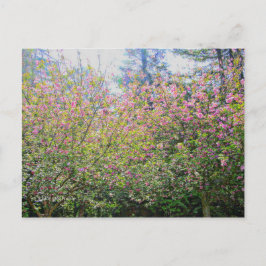 Cartão Postal Árvores #3