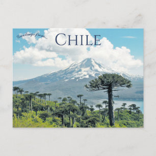 Cartão Postal Árvores Araucaria Araucana no Chile