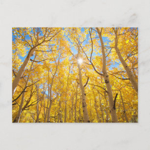 Cartão Postal Árvores Aspen   Montanhas Sierra Nevada, CA