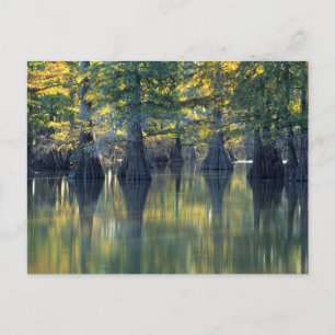 Cartão Postal Árvores Bald Cypress   Horseshoe Lake Illinois