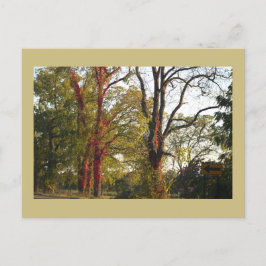 Cartão Postal Árvores com Cartão-Postal de Ivy Vermelho