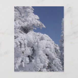 Cartão Postal Árvores coníferas revestidas de neve