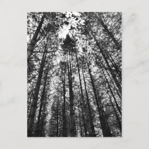 Cartão Postal Árvores convergentes