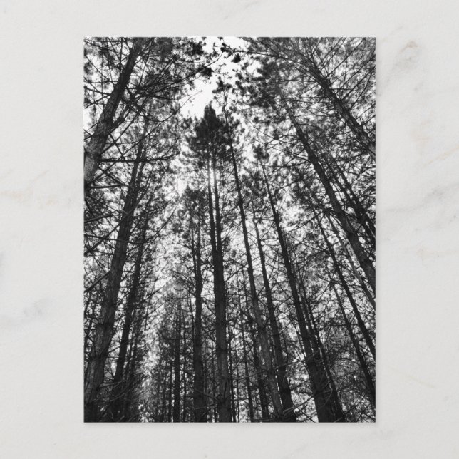 Cartão Postal Árvores convergentes (Frente)