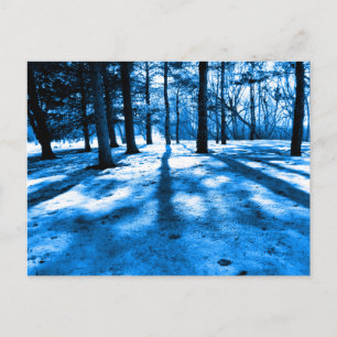 Cartão Postal Árvores da Floresta Azul Sombras e Luz