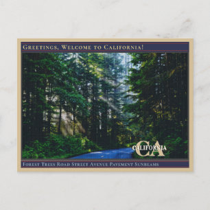 Cartão Postal Árvores da Floresta Rua Estrada Avenida Calçada Ra