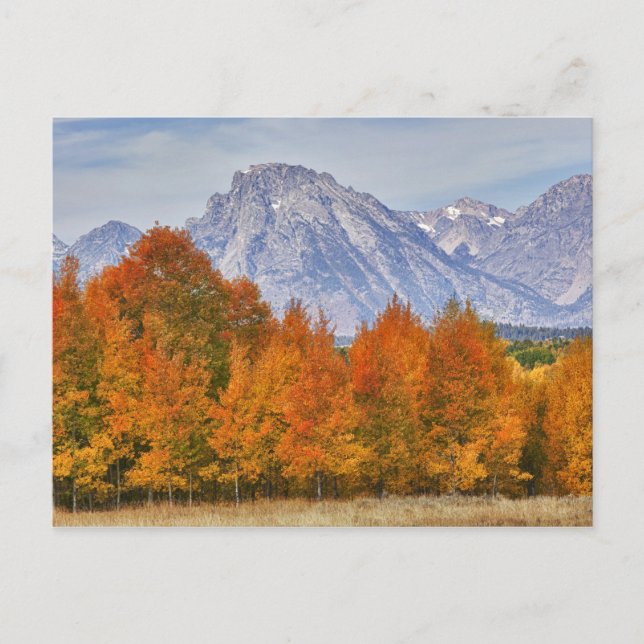 Cartão Postal Árvores de aspen com a serra de Teton (Frente)