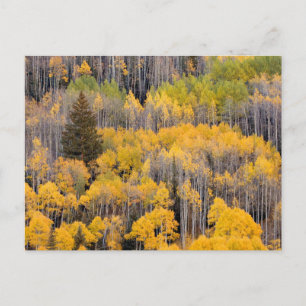 Cartão Postal Árvores de Aspen   Floresta Nacional de White Rive