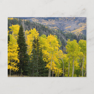 Cartão Postal Árvores de Aspen (Populus Tremuloides) e Coníferas