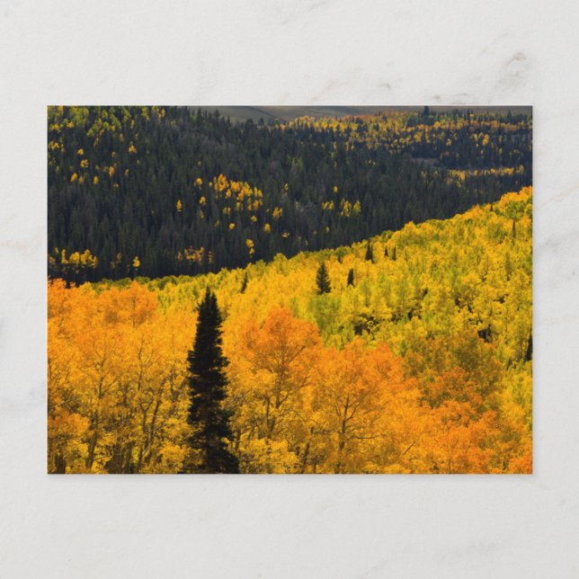 Cartão Postal Árvores de Aspen (Populus Tremuloides) e Coníferas (Frente)