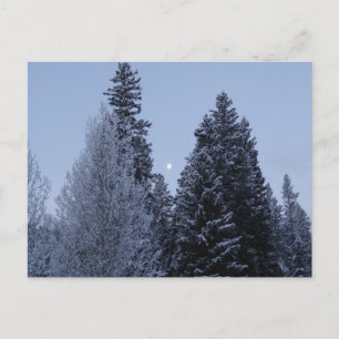 Cartão Postal Árvores de inverno na paisagem de Dawn Montana