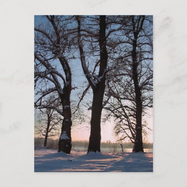 Cartão Postal Árvores de inverno sobre fundo azul (Frente)