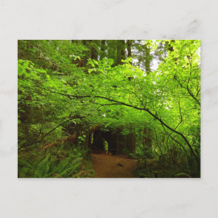 Cartão Postal Árvores de Maple na Floresta Sequoia