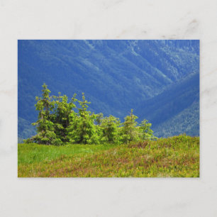 Cartão Postal árvores de montanha