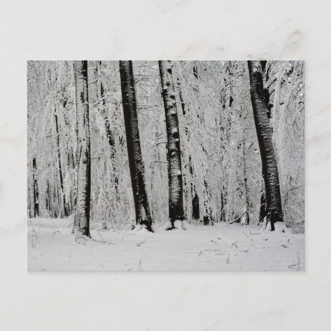 Cartão Postal Árvores de Neve de Inverno   -     - (Frente)