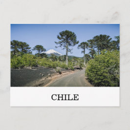 Cartão Postal Árvores de pinheiro-manso perto de vulcão no Chile
