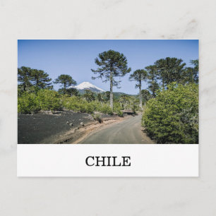 Cartão Postal Árvores de pinheiro-manso perto de vulcão no Chile