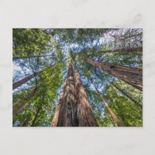 Cartão Postal Árvores de Sequoia Condado de Marin, Califórnia