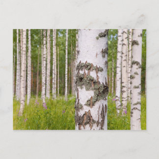 Cartão Postal árvores de vidoeiro em florestas finlandesas