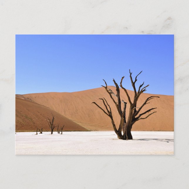 Cartão Postal Árvores do Deserto (Frente)