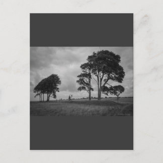 Cartão Postal Árvores do para-brisas