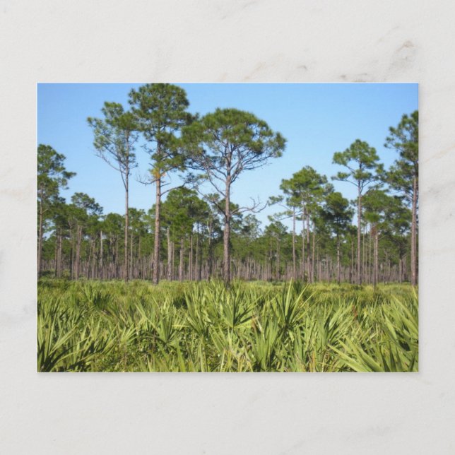 Cartão Postal Árvores e palmettos-serra (Frente)