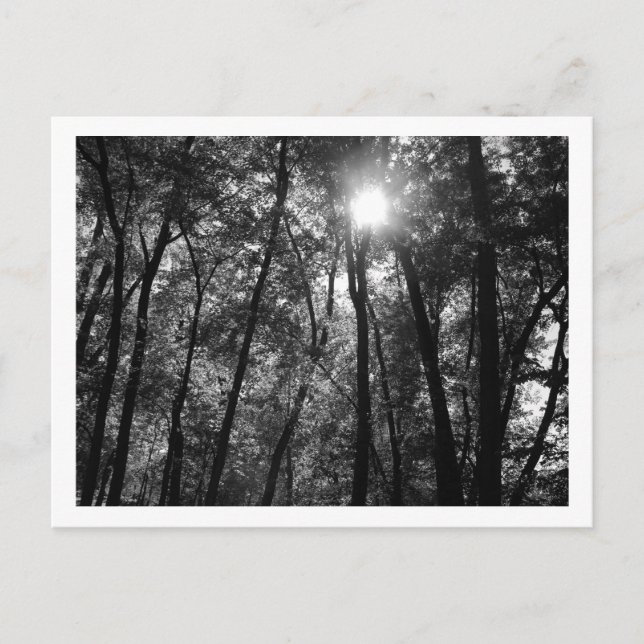 Cartão Postal Árvores e Sol (1) Cartão-postal (Frente)