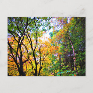 Cartão Postal Árvores Elegantes Folhas Coloridas Natureza Cénica