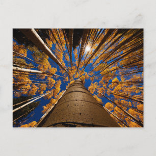 Cartão Postal Árvores em Flagstaff, Arizona (Picos de São Franci