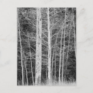 Cartão Postal Árvores em floresta durante o inverno