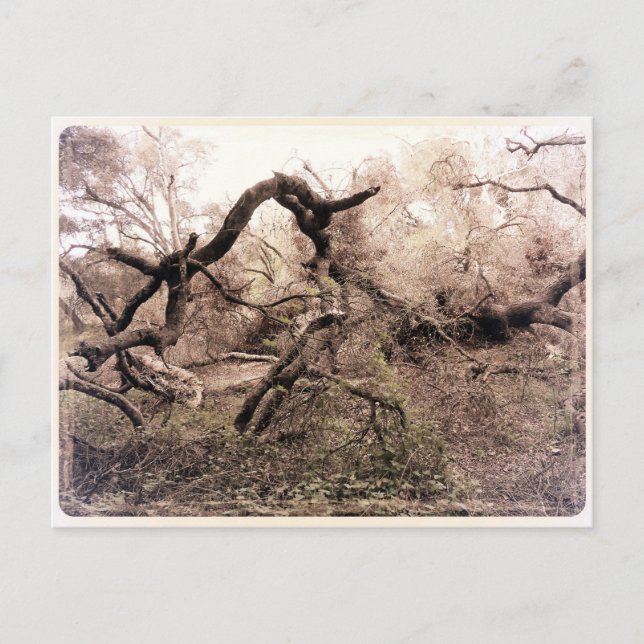 Cartão Postal "Árvores" Gilroy, CA Postcard (Frente)