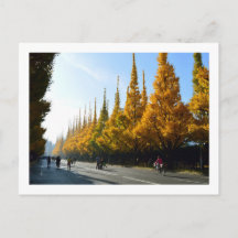 Árvores Ginkgo, Avenida Icho Namiki: Tóquio