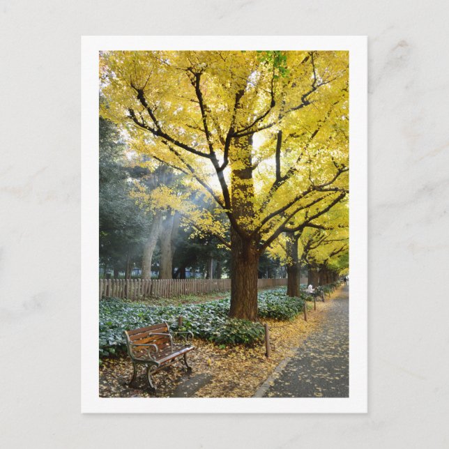 Cartão Postal Árvores Ginkgo: Meiji Jingu Gaien, Tóquio (Frente)
