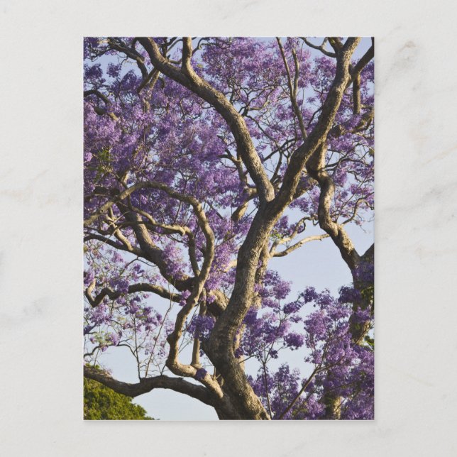 Cartão Postal Árvores Jacaranda em Floração no Parque New Farm, (Frente)