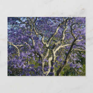 Cartão Postal Árvores Jacaranda em Floração no Parque New Farm, 