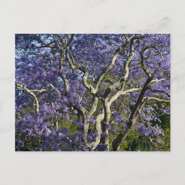 Cartão Postal Árvores Jacaranda em Floração no Parque New Farm,  (Frente)