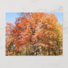 Cartão Postal Árvores Laranja