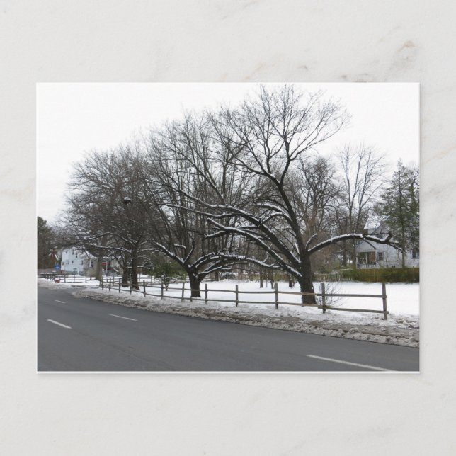 Cartão Postal Árvores Na Neve (Frente)