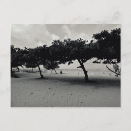 Cartão Postal Árvores na praia de Sanur em Bali