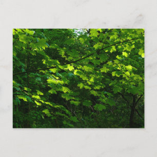 Cartão Postal Árvores na Primavera. Bute Park, Cardiff. Gales
