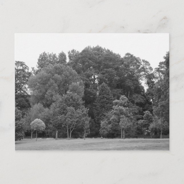 Cartão Postal Árvores no Parque Bute, Cardiff - BW (Frente)