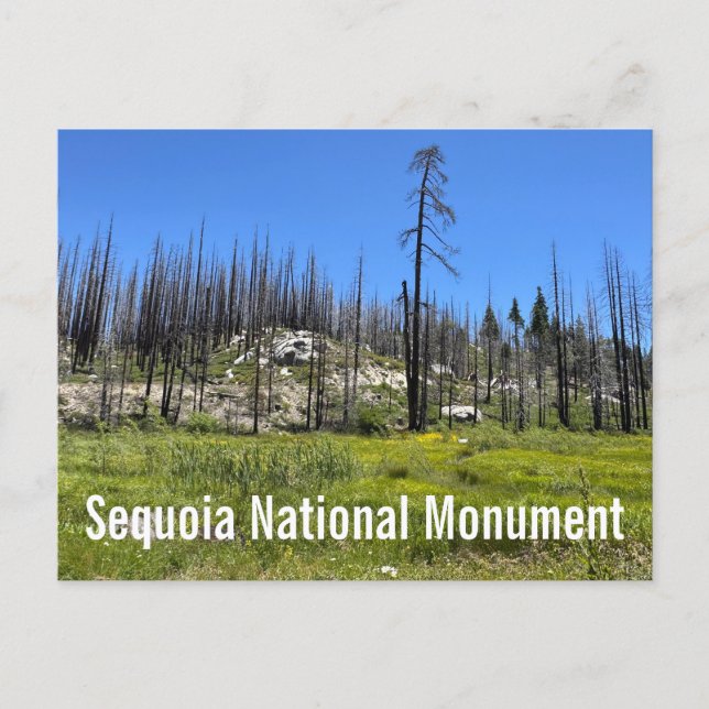 Cartão Postal Árvores queimadas na Floresta Nacional de Sequoia (Frente)