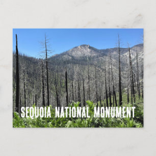 Cartão Postal Árvores queimadas na Floresta Nacional de Sequoia