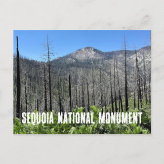 Cartão Postal Árvores queimadas na Floresta Nacional de Sequoia