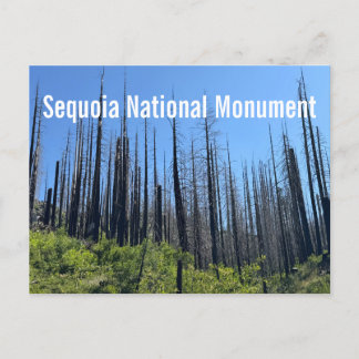 Cartão Postal Árvores Queimadas no Monumento Nacional Sequoia