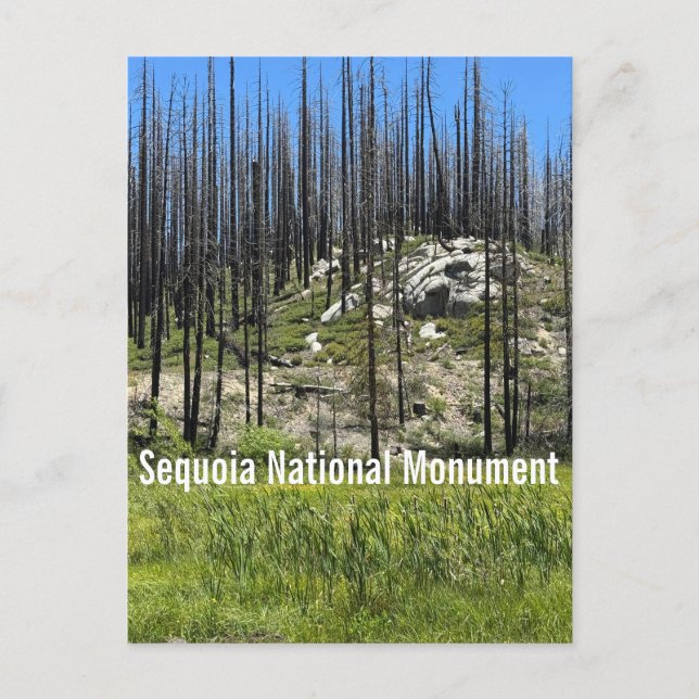 Cartão Postal Árvores queimadas no Monumento Nacional Sequoia (Frente)